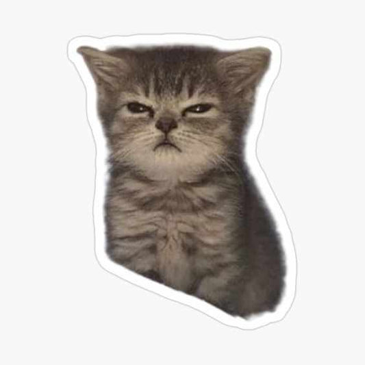 Squinting Cat Sticker TEstore001